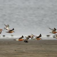 Red Knots in flight over beach