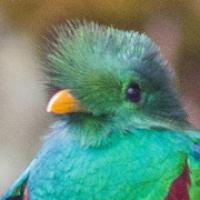A Resplendent Quetzal bird shows its bright green and red plumage and yellow beak. 