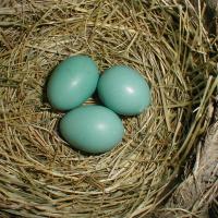 American Robin nest with eggs