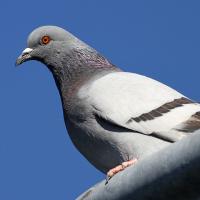 Closeup photo of Rock Pigeon in profile