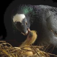 Rock Pigeon feeding a chick in the nest.