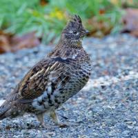 Ruffed Grouse