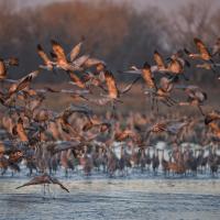 Sandhill Cranes on the Platte River