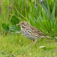 Savannah Sparrow on wetland
