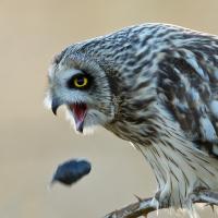 Short-eared Owl