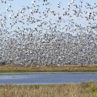 Flock of Snow Geese in flight