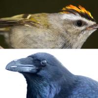 Golden-crowned Kinglet and Common Raven