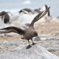 South Polar Skua