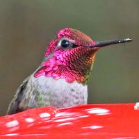 Male Anna's Hummingbird at feeder
