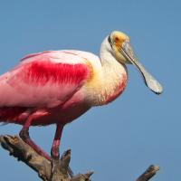 Roseate Spoonbill