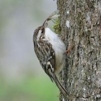 Brown Creeper