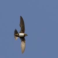Alpine Swifts in flight against a blue sky
