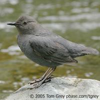 An American Dipper