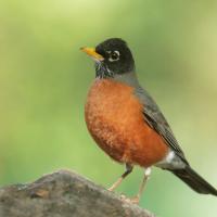 American Robin and bright "red breast"