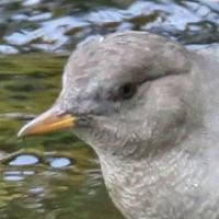 American Dipper