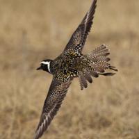 American Golden-Plover