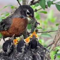 American Robin feeding earthworms and caterpillars to her chicks