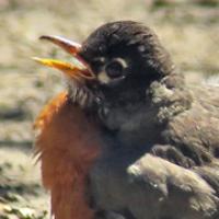 American Robin