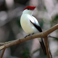 Araripe Manakin