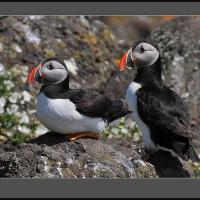 Atlantic Puffins