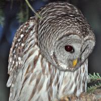Barred Owl