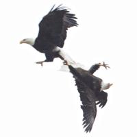 Bald Eagles