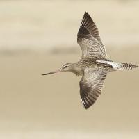 Bar-tailed Godwit in flight