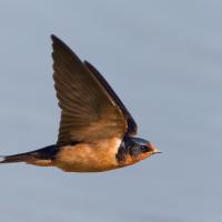 Barn Swallow shows forked tail and vibrant color