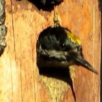 Black-backed Woodpecker