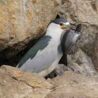 Black-crowned Night-Heron