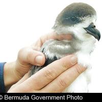 Bermuda Petrel