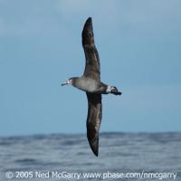 Black-footed Albatross in Flight
