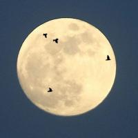 Birds on moon