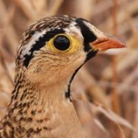 Black-faced Sandgrouse