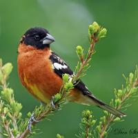 Black-headed Grosbeak