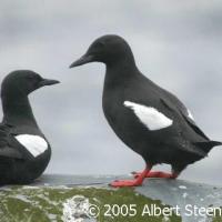 Black Guillemot