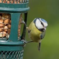 Blue Tit at bird feeder
