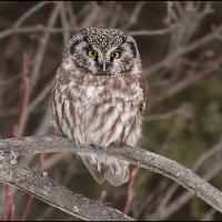 Boreal Owl facing forward, perched on a branch