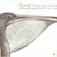 Brown Pelican, John White illustration