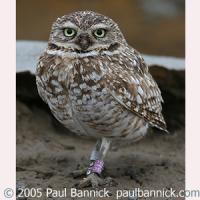 Burrowing Owl