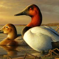 Canvasback Ducks on duck stamp