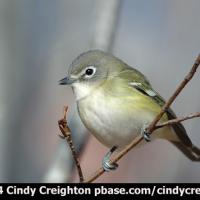 Cassin's Vireo
