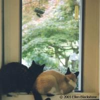 Cats indoors enjoy viewing the outdoors
