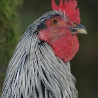 White Rooster