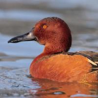 Cinnamon Teal
