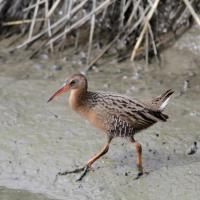 Ridgeway's Rail walks delicately across mud at water's edge, showing its long legs and toes, and a sharp long beak.