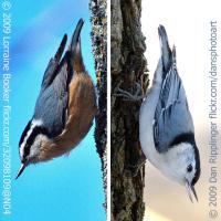 Red-breasted and White-breasted Nuthatches