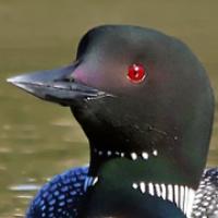 Common Loon