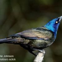 Common Grackle