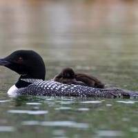 Common Loon with chicks